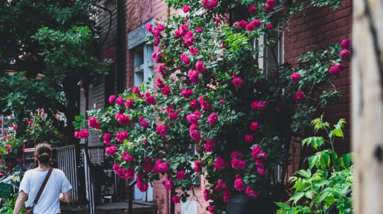 Weather, Real Estate, and COVID