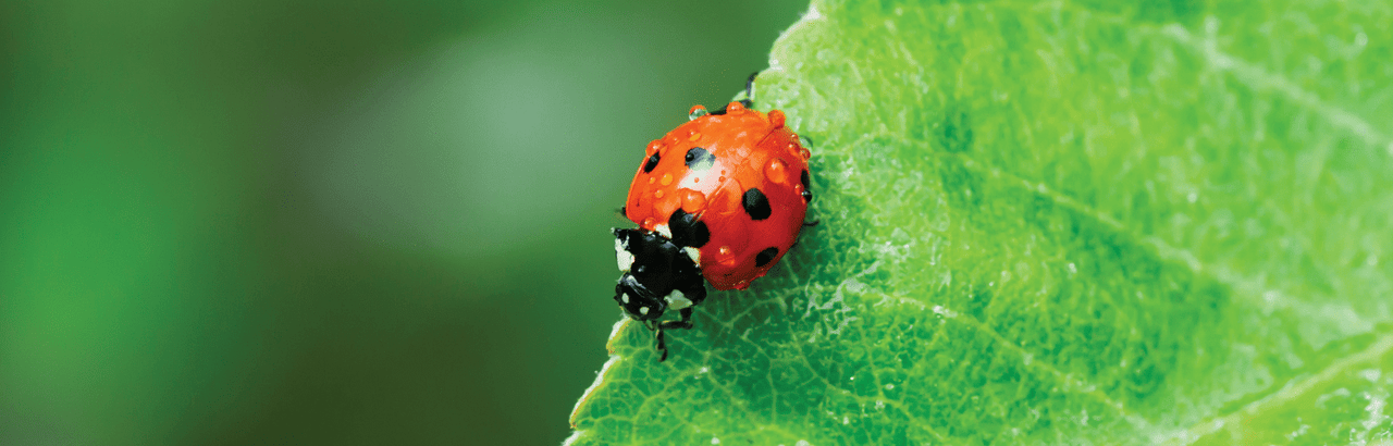 TIPS FOR KEEPING YOUR GARDEN IN HARMONY