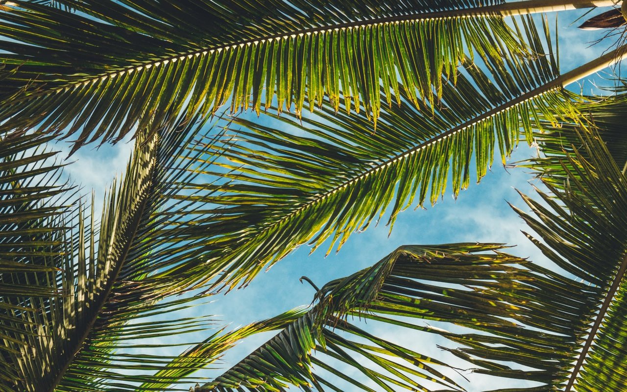  A low-angle shot looks up at the vibrant green fronds of several palm trees, set against a bright blue sky with wispy white clouds. 