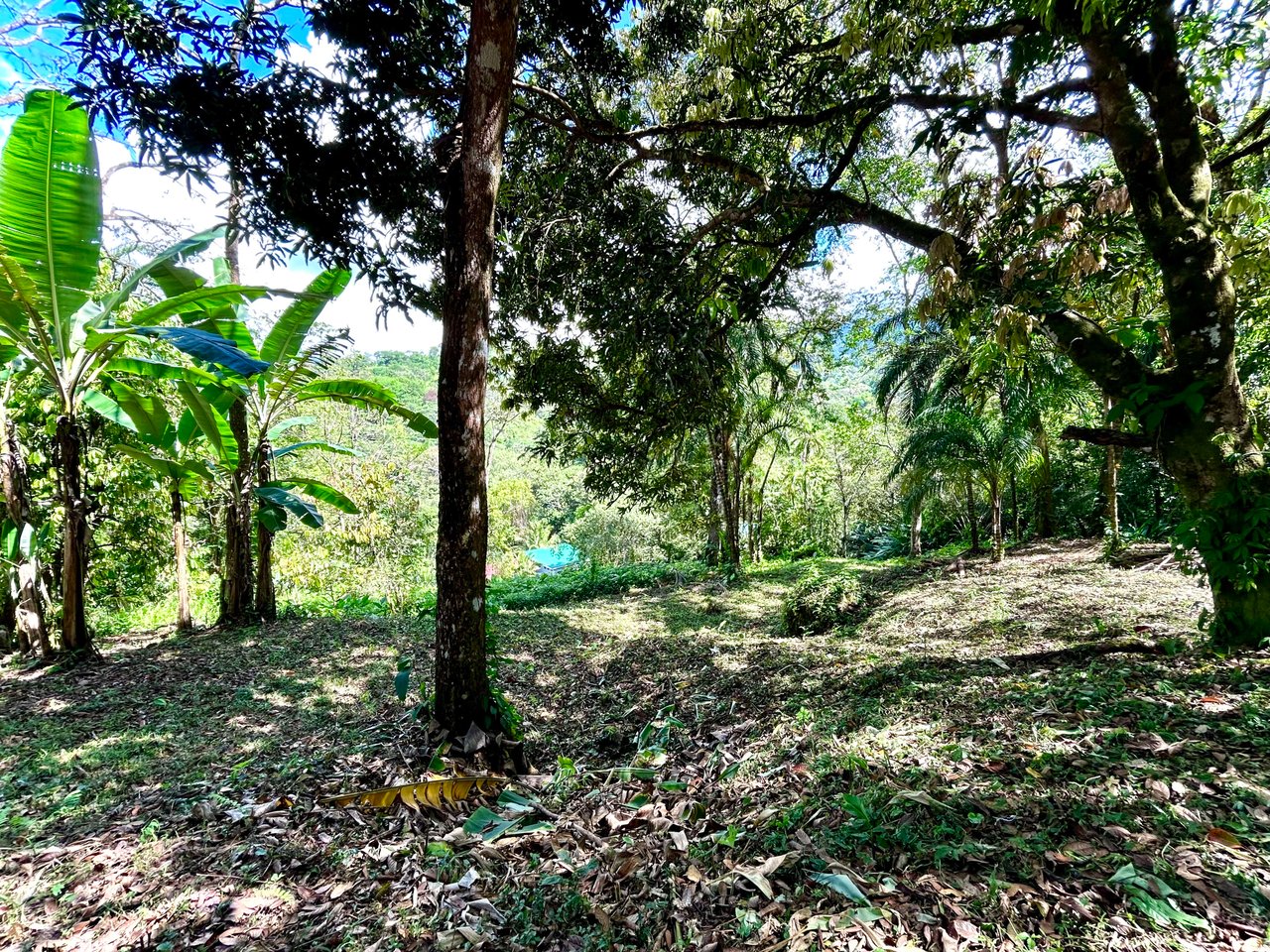 Gorgeous Property Above Playa Colonia, Forest Views