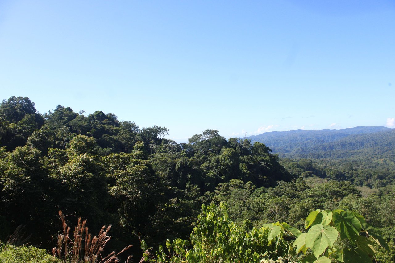 90 acre Farm, Inexpensive with lots of potential close to Rio Claro