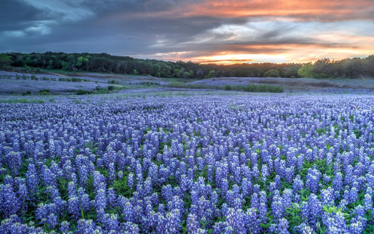 Where to See Bluebonnets in and Around Austin