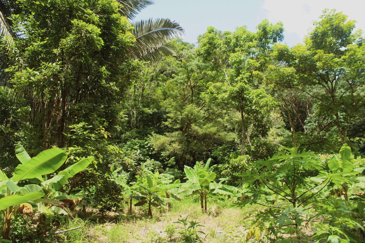 Wildlife Reserve Farm close to Ojochal