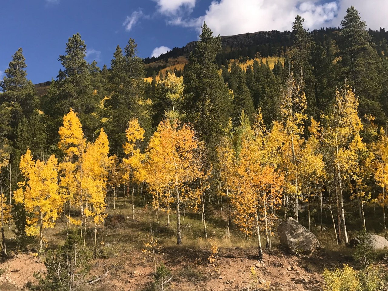 Aspen in the Fall is Worth Falling For