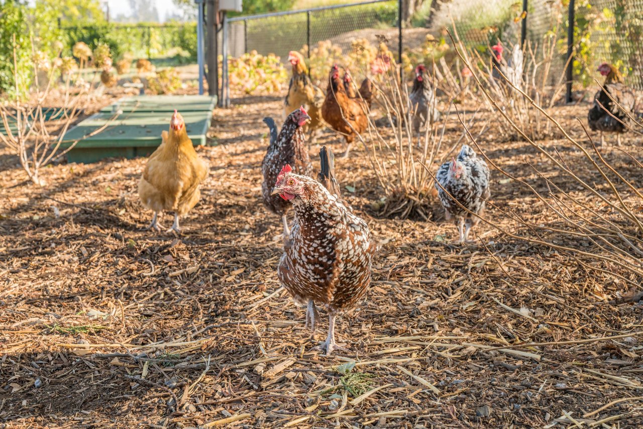 Napa Valley Vineyard Compound