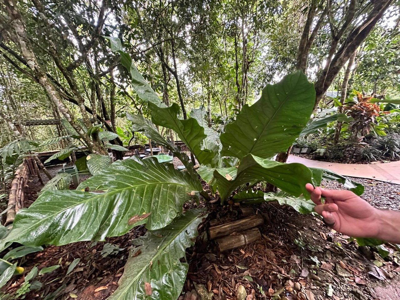 Waterfall Eco Hotel Estate, Perez Zeledon, San Jose