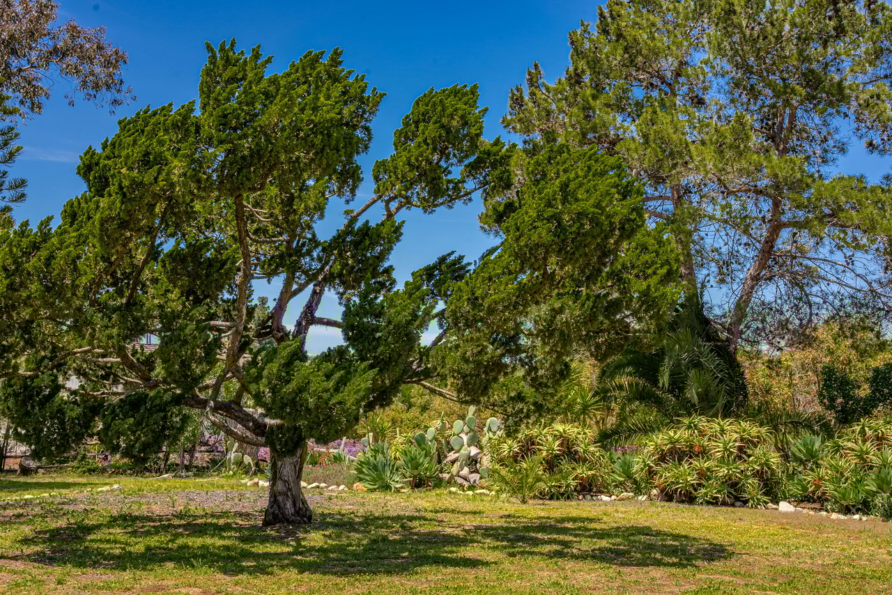 Mature Trees