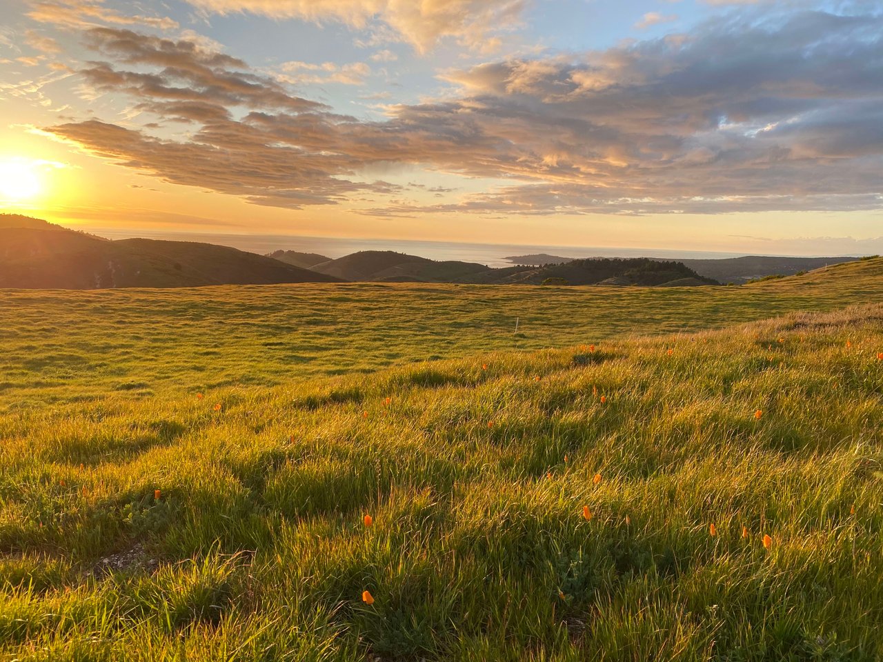 Where the Wildflowers Grow
