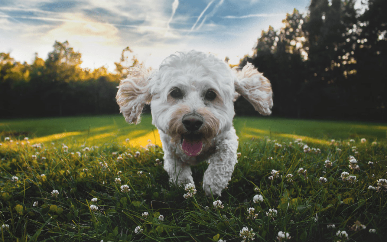 Best Dog Parks Near Chestnut Hill