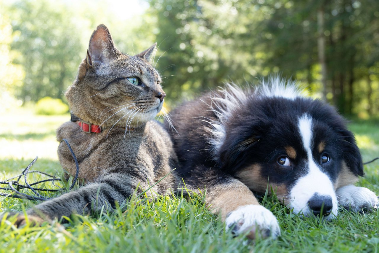 6 Tips For Moving With Pets
