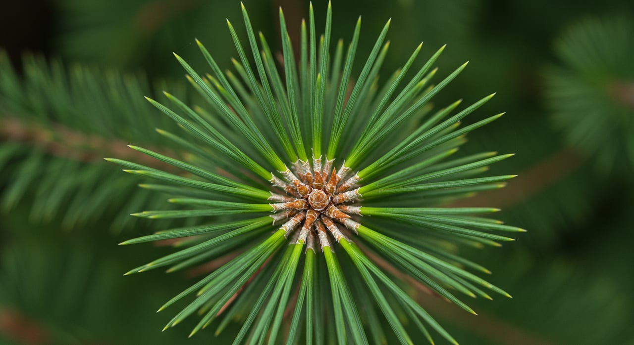 North Carolina’s ‘Brown Gold’