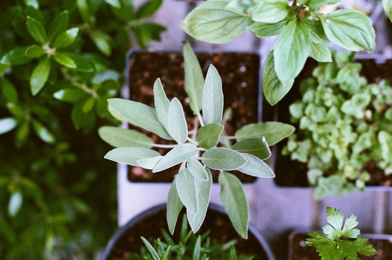 Gardening Could Help You Live to 100