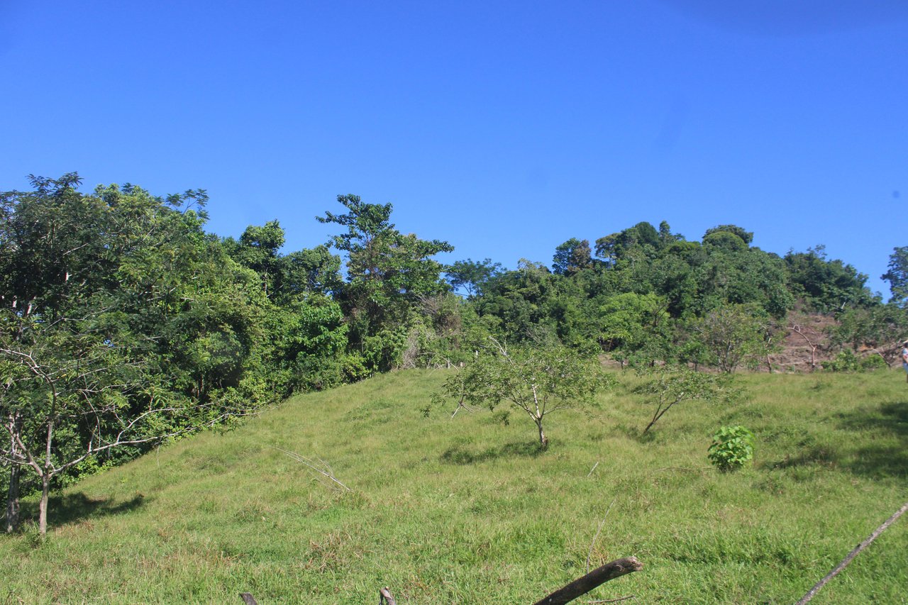 90 acre Farm, Inexpensive with lots of potential close to Rio Claro
