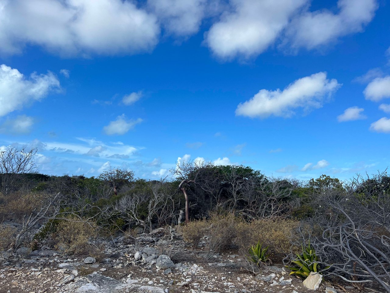 782 .520 Acres at Loblolly Bay