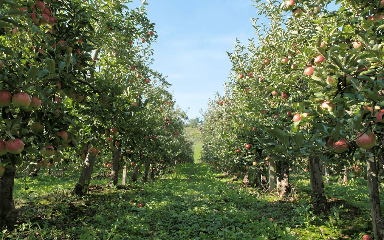 13 of the Best Apple Orchards in North Carolina
