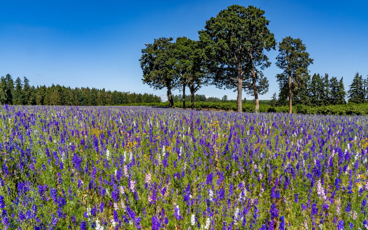 Larkspur