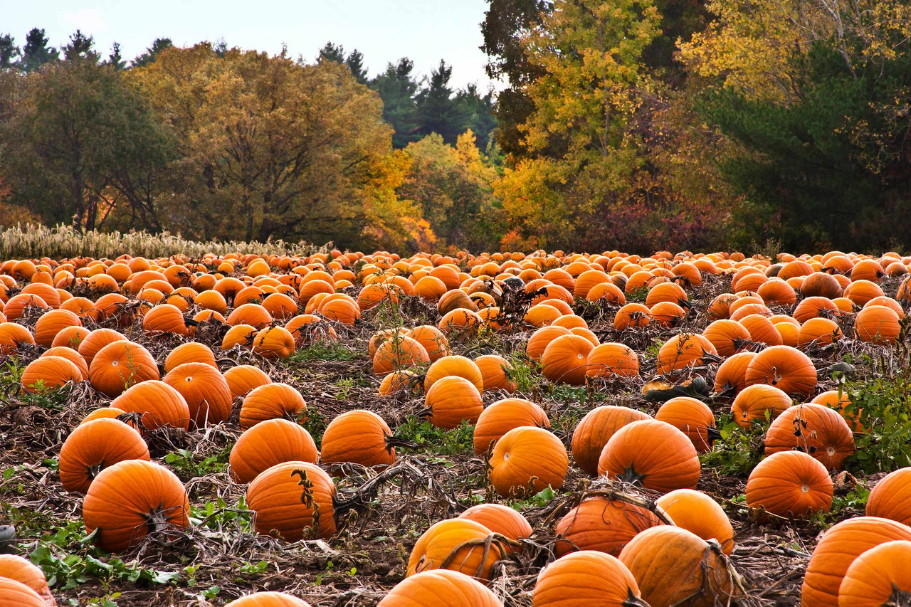 Celebrate Fall at the Annual Lee Farms Fall Festival