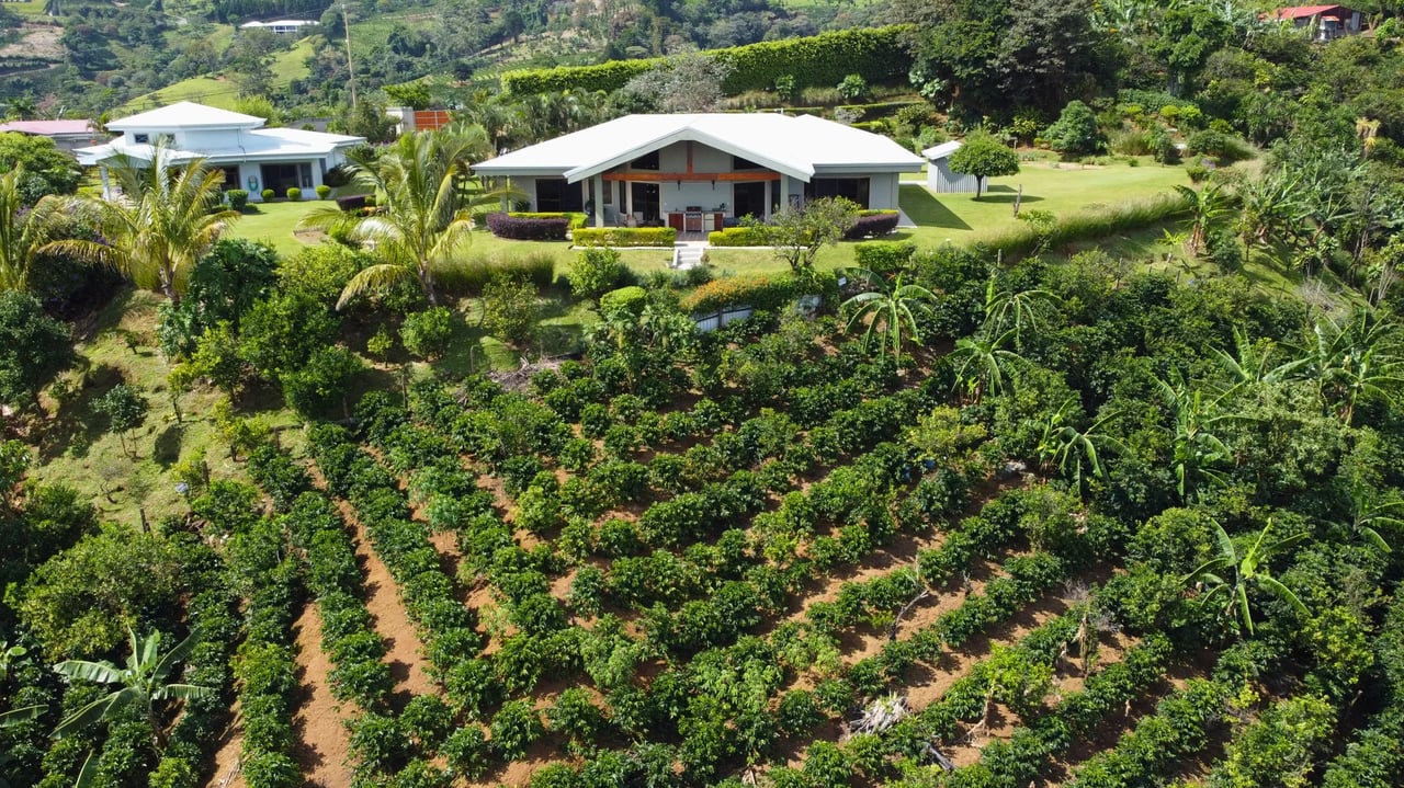 Coffee Plantation Estate, Alajuela