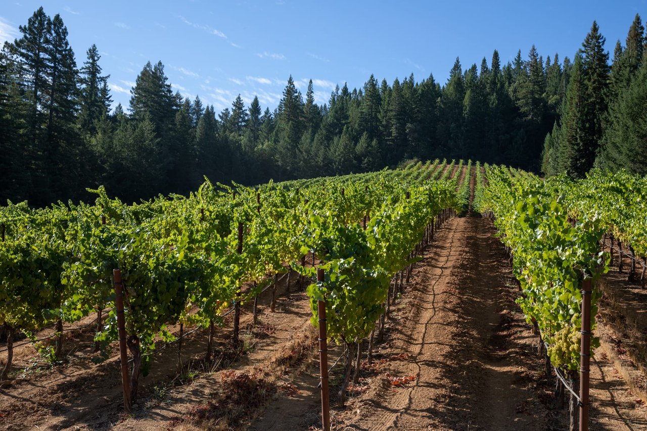 Yorkville Highlands Hillside Vineyard