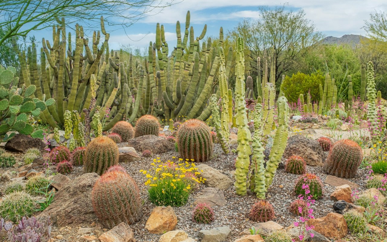 8 Things I Hate About Living in Phoenix, Arizona