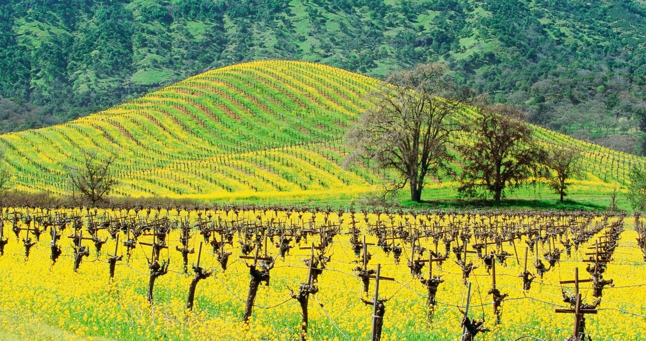 Embrace the Vibrant Mustard Season in the Valley