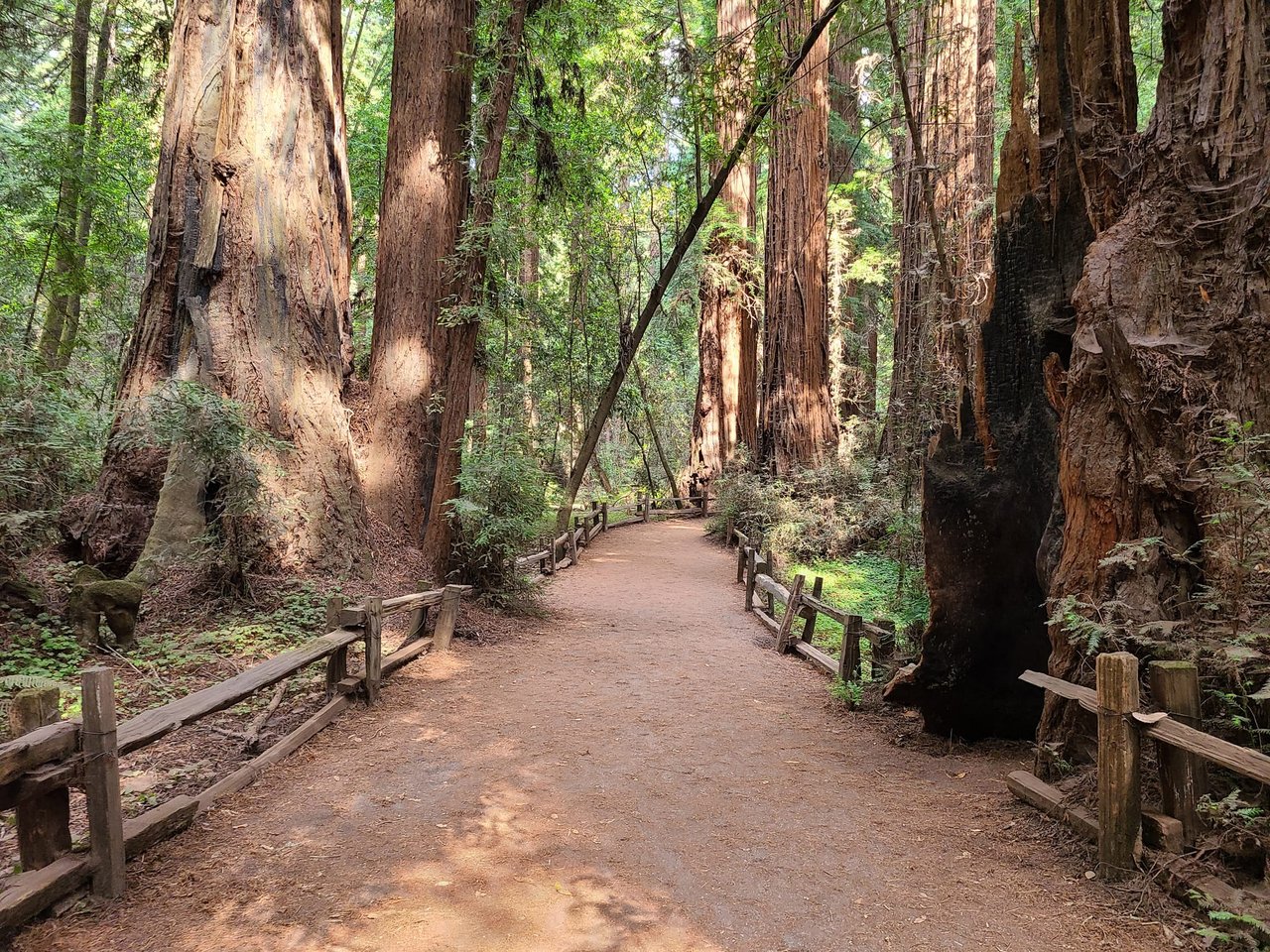 All Ages Terrain: 7 Easy Santa Cruz Hiking Trails for Families