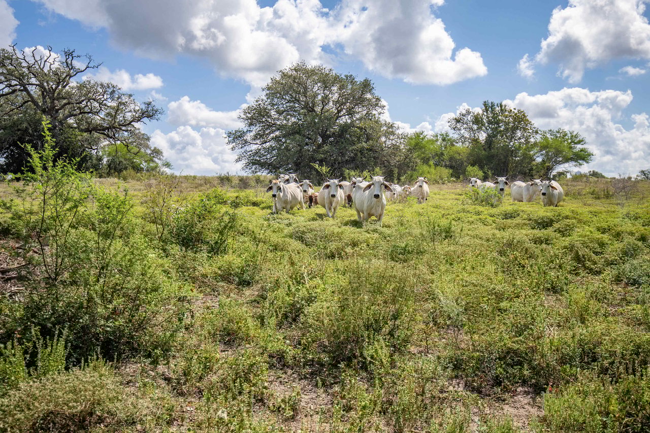 Lovers Lane River Ranch | 140± Acres | DeWitt County