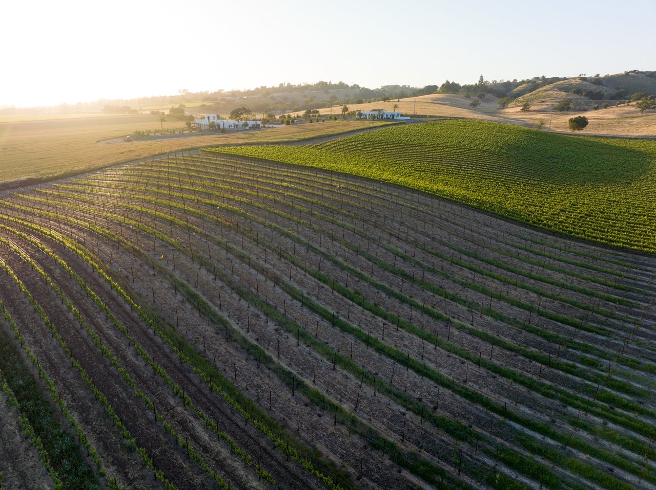 Build your Dream Vineyard Estate