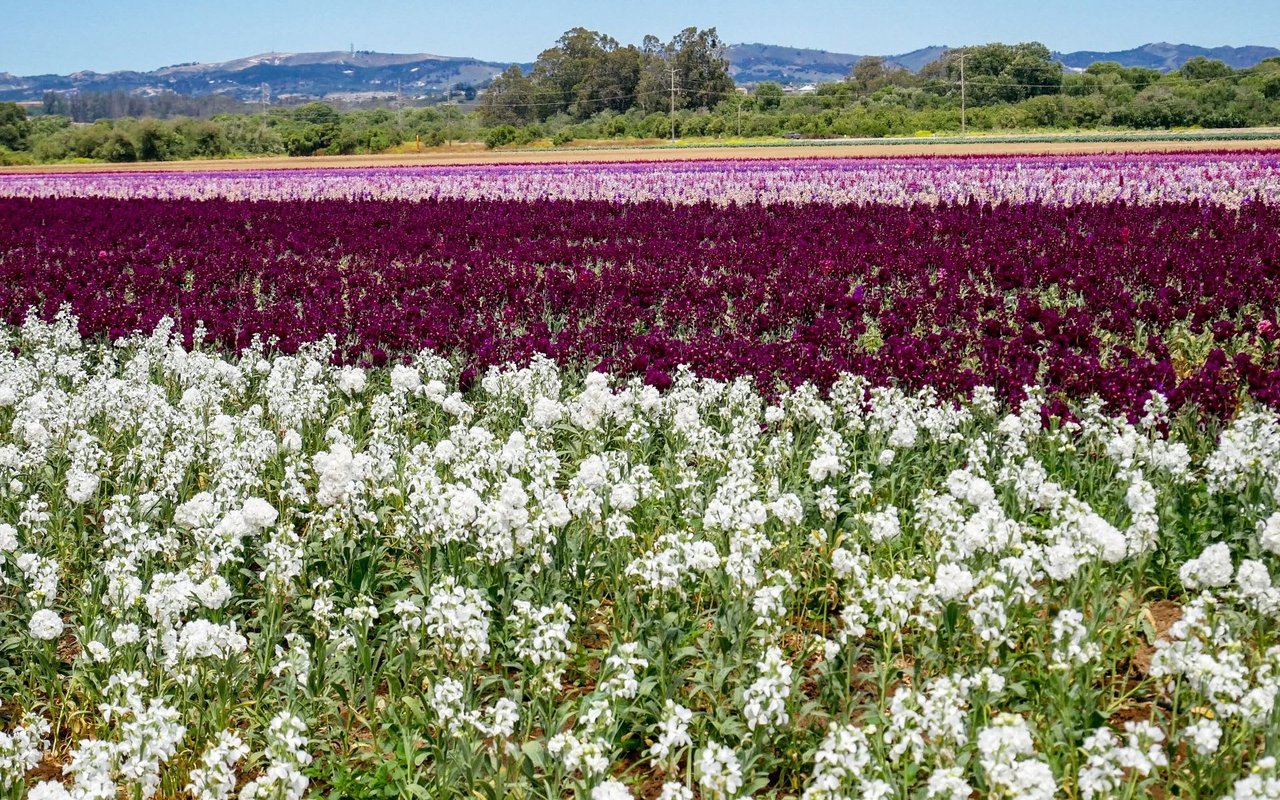 Larkspur