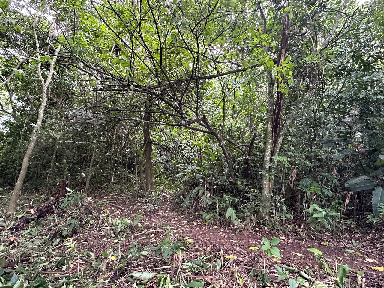 Panoramic View Buildable Land, Escazu, San Jose