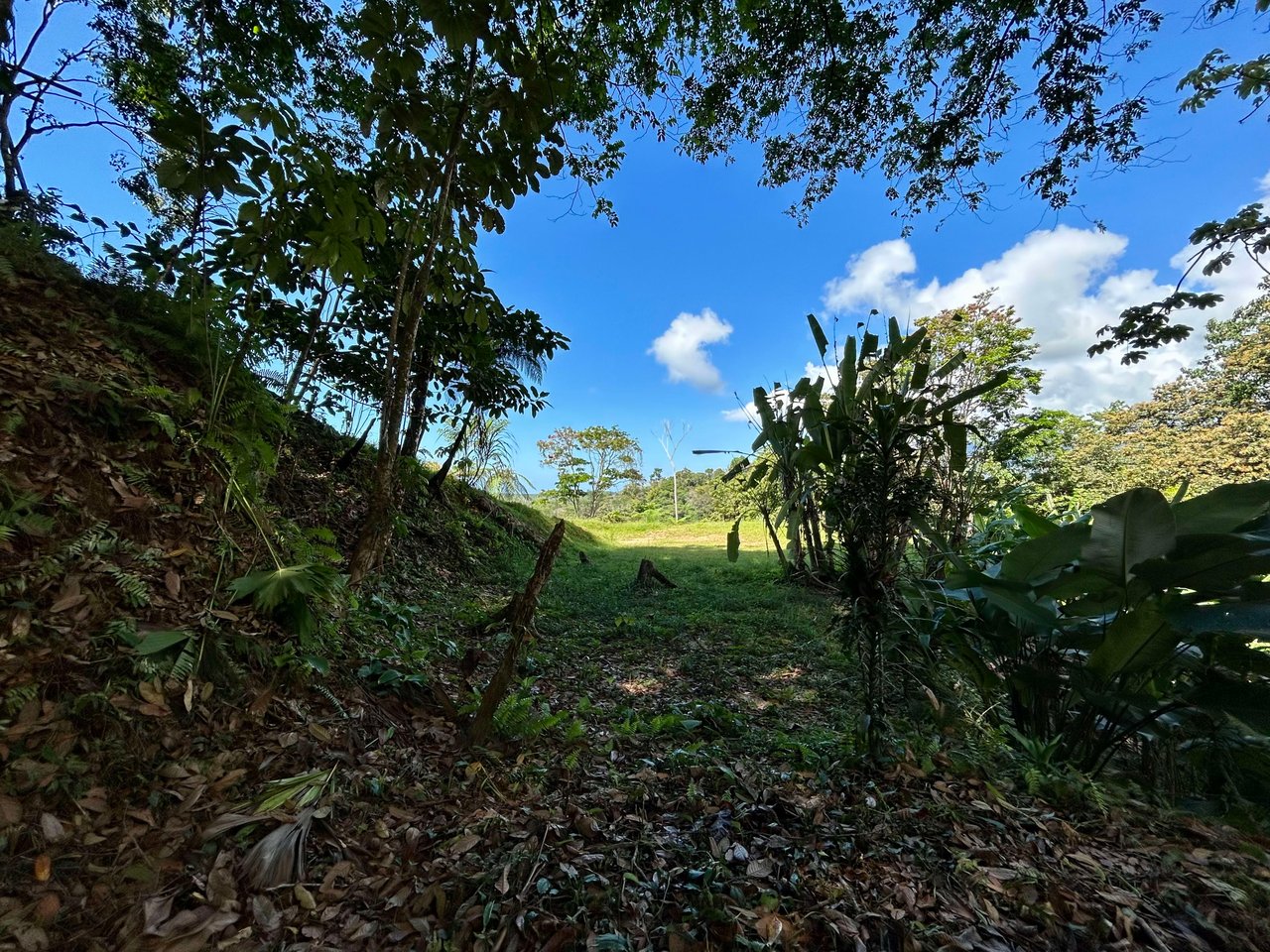 Gorgeous Property Above Playa Colonia, Forest Views