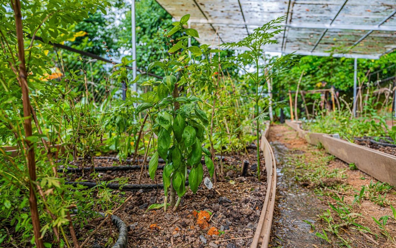 Off-Grid Regenerative Homestead, Perez Zeledon, San Jose