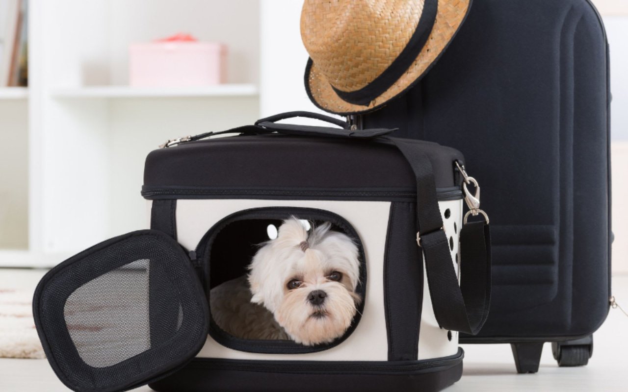 3 Tips for Making a Long-Distance Move to Scottsdale with Pets