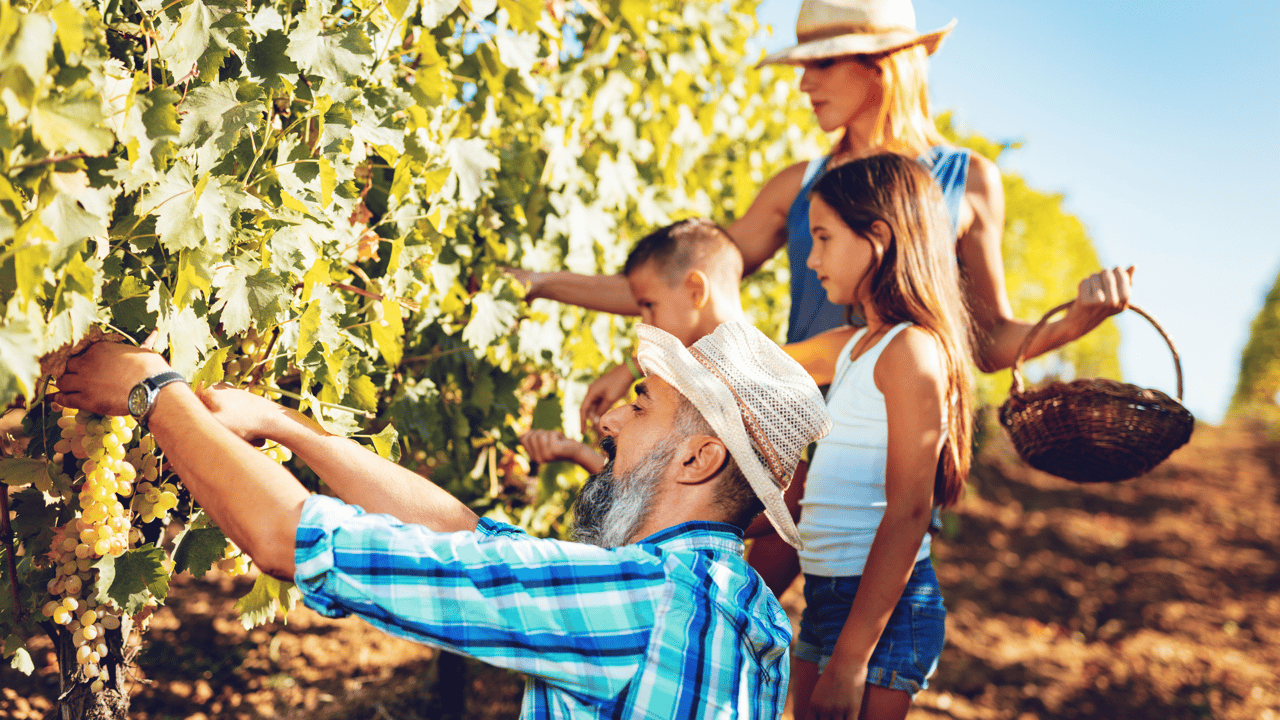 Discover Arlington's Best Family-Friendly Vineyards