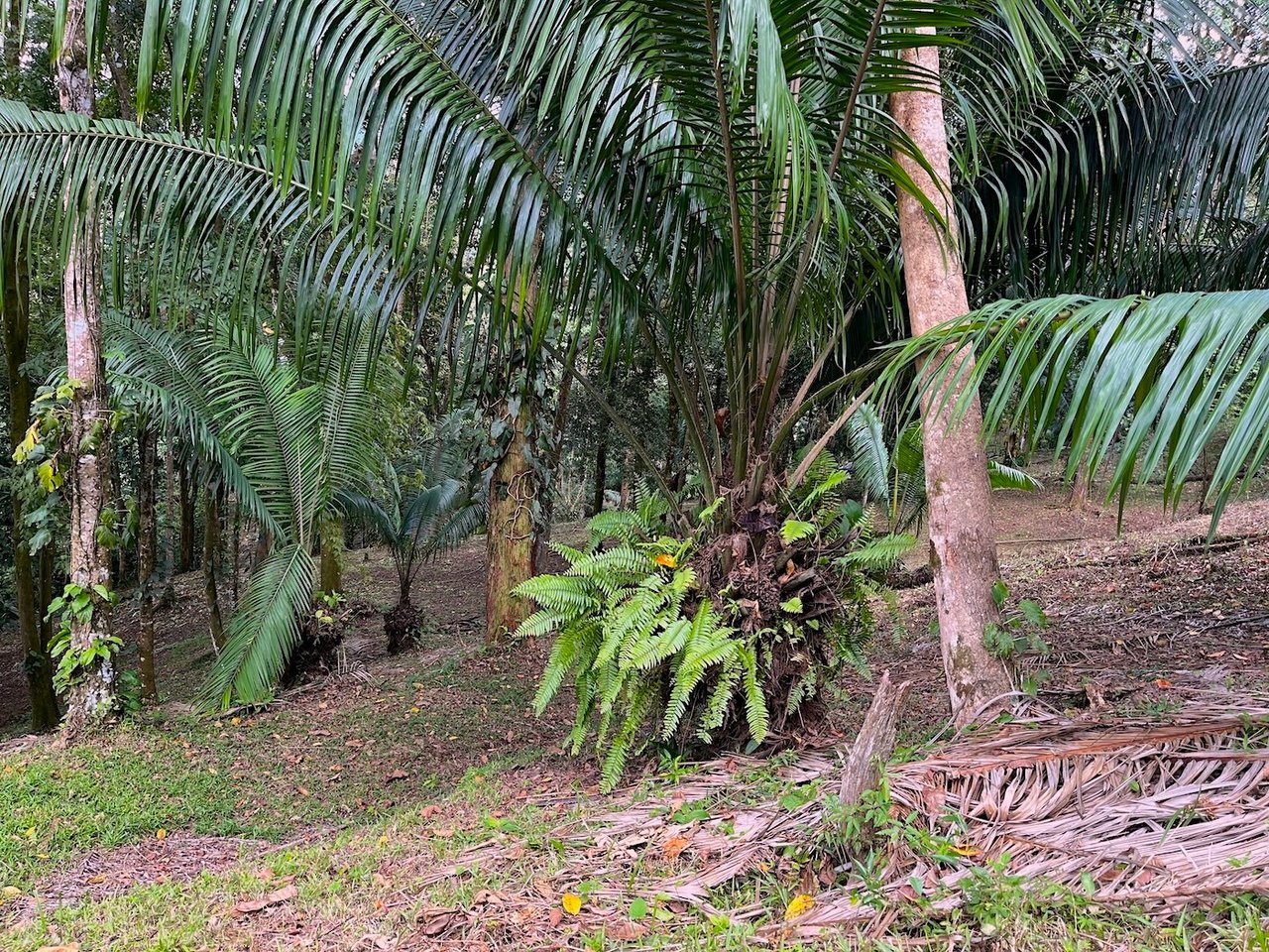 Luxury Development Land, Uvita, Puntarenas