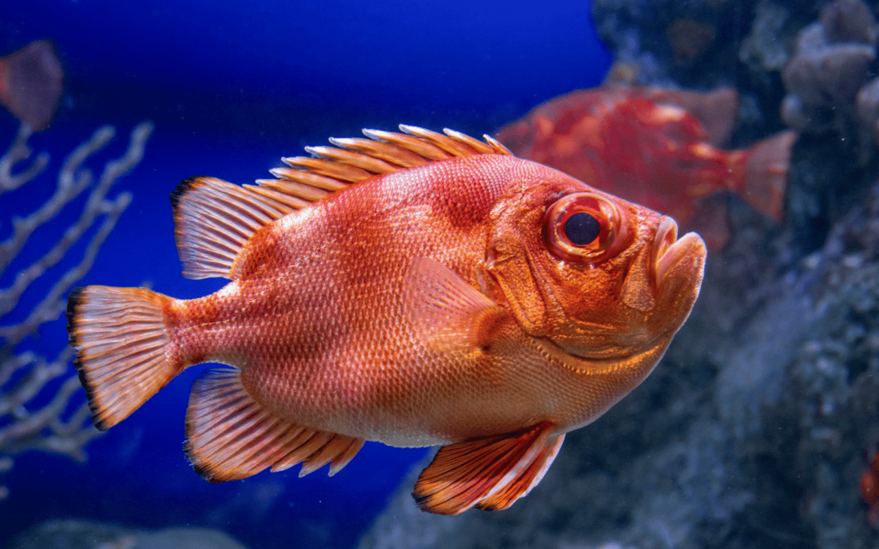 Things to Do in Denver, CO