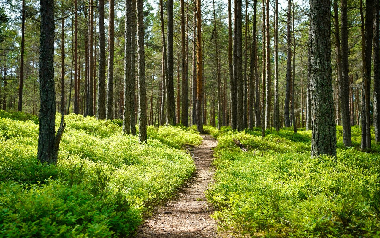 Bird Hunting in the Piedmont