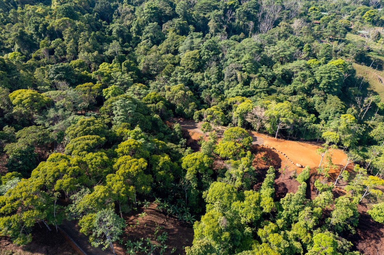 Pristine Jungle Ocean View Farm With Rivers