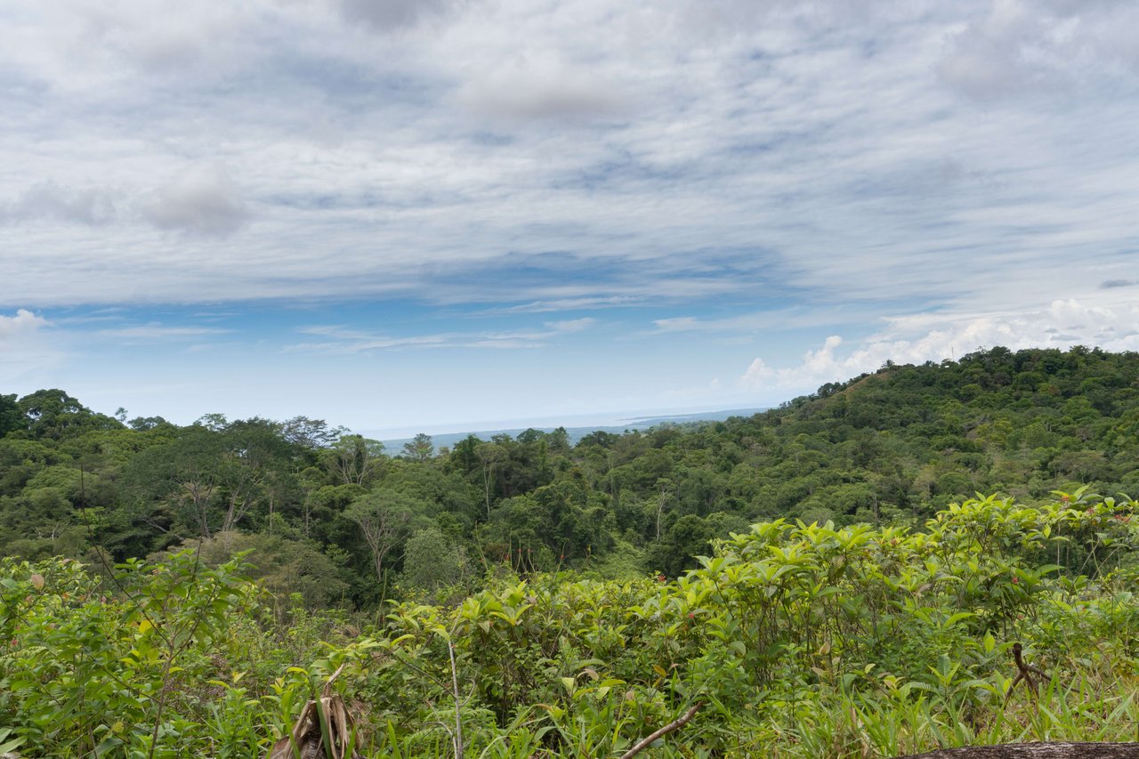 Sierpe Sunset and Jungle Views, 10 Acre Property, OSA!