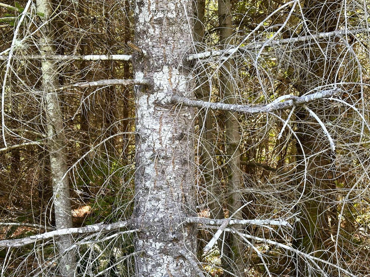 High Pass Tree Farm