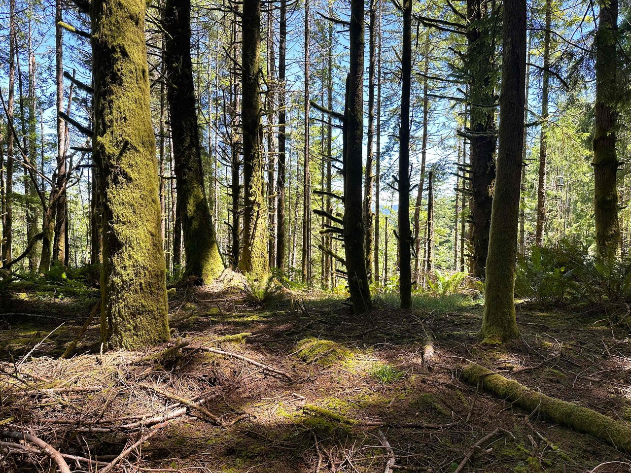 Yaquina Forest