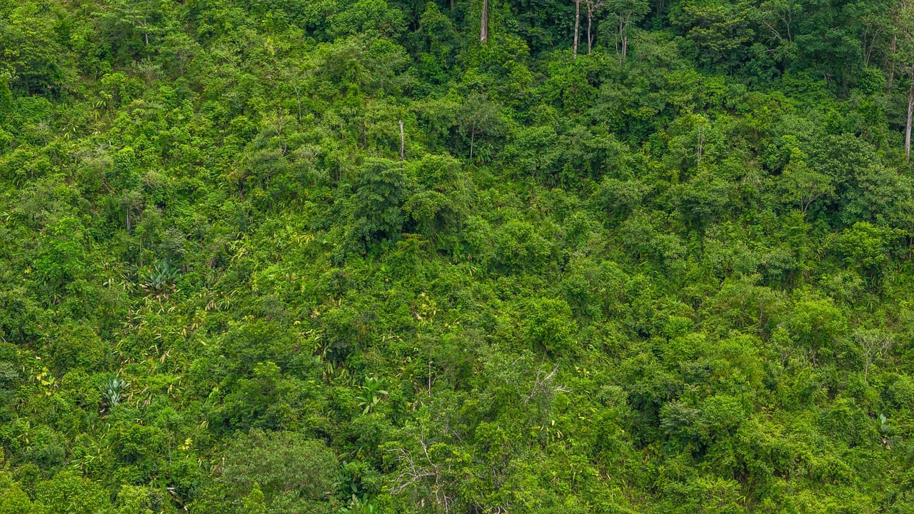 Costa Rican Gem with Conservation Potential: Preserve 26 Acres of Pristine Land