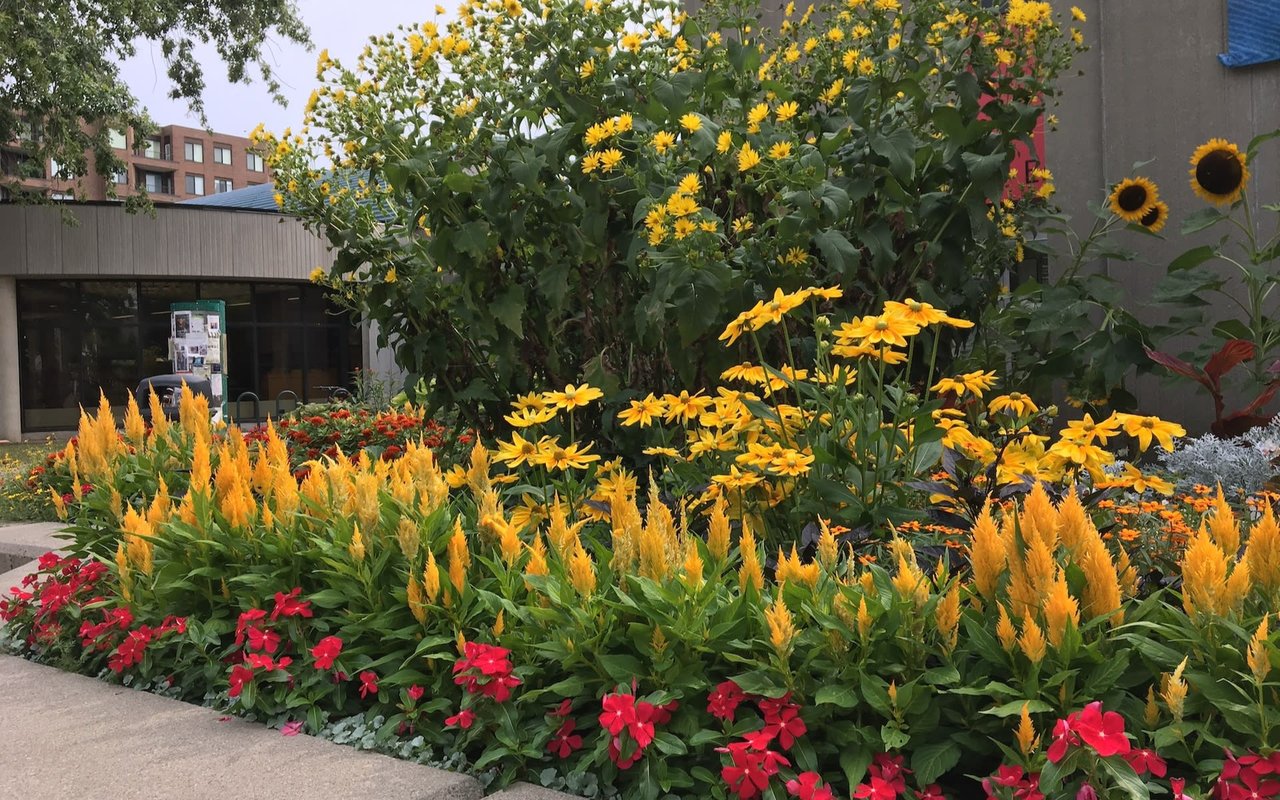 A row of yellow and red flowers in front of a brown building.