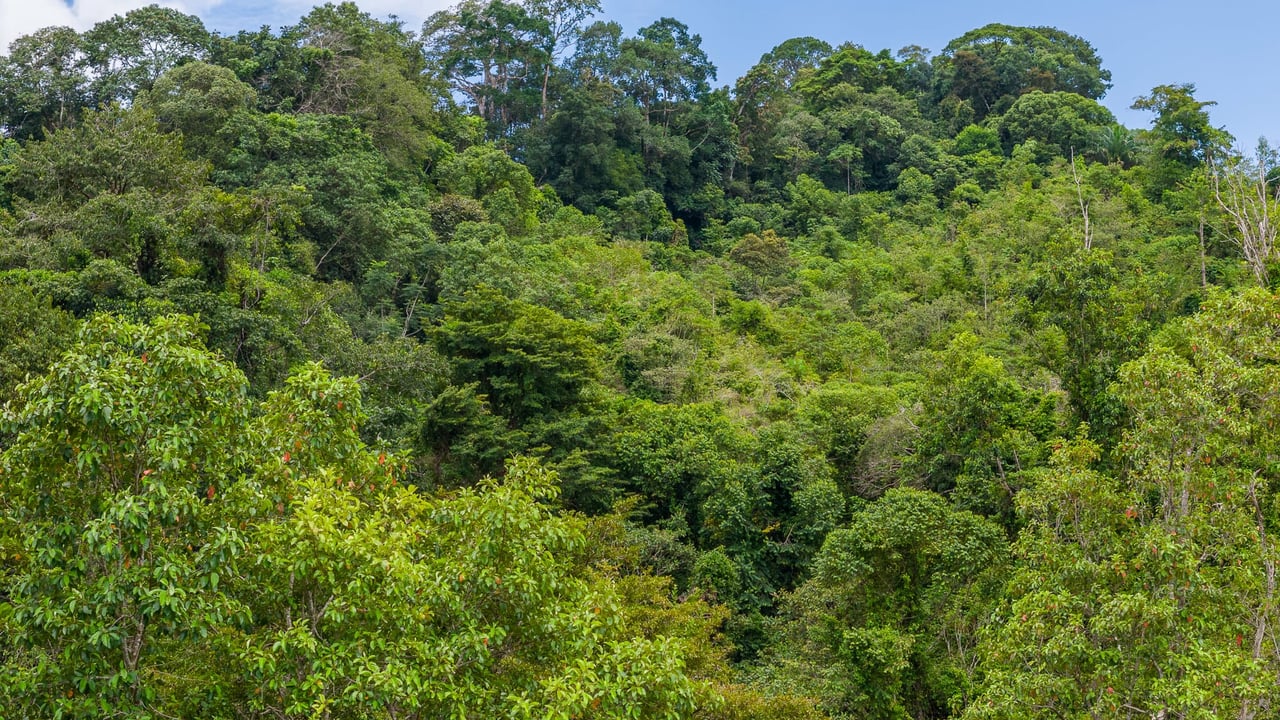 Costa Rican Gem with Conservation Potential: Preserve 26 Acres of Pristine Land