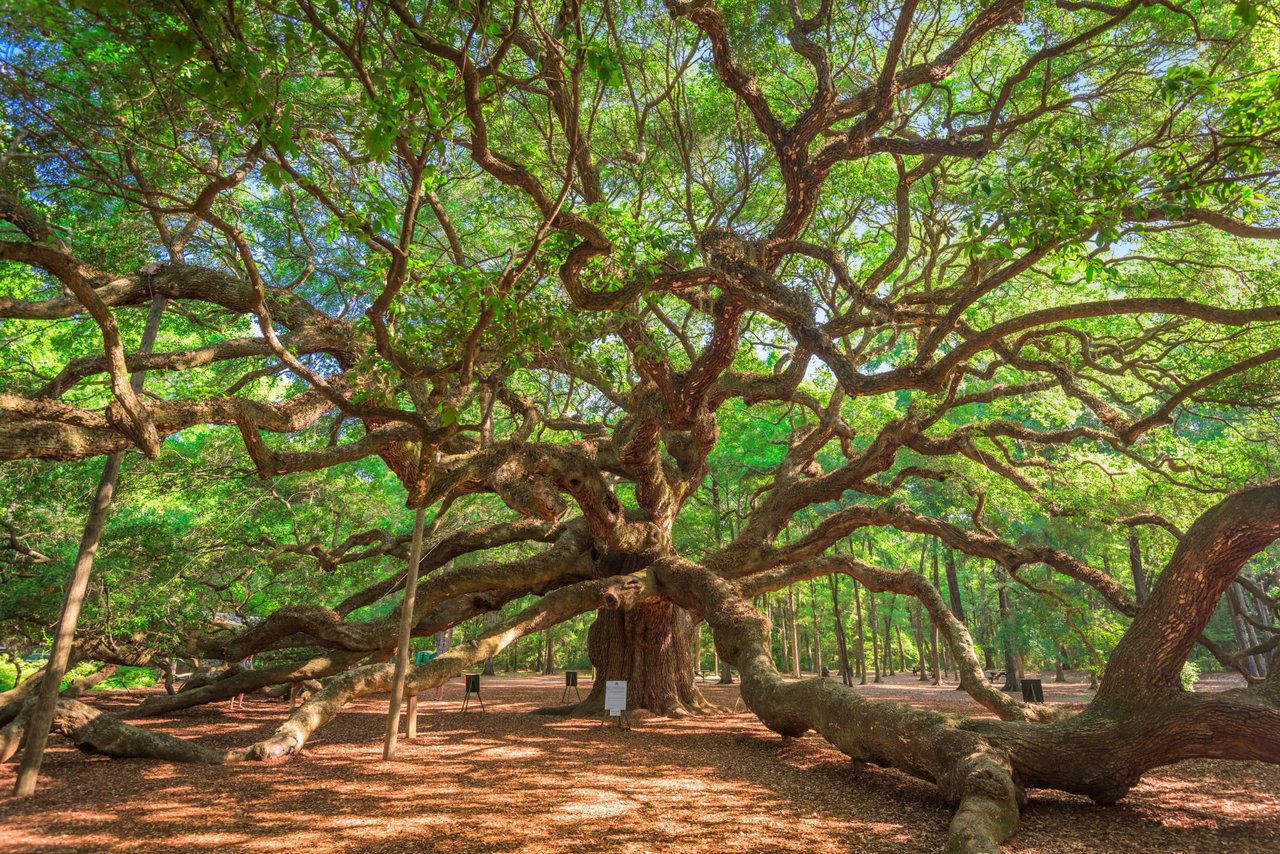 Johns Island