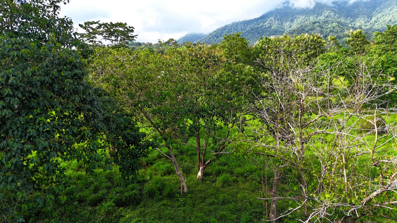 Over 3 Acres, Mountain View Lot in the Heart of Ojochal, Ready for Development!.