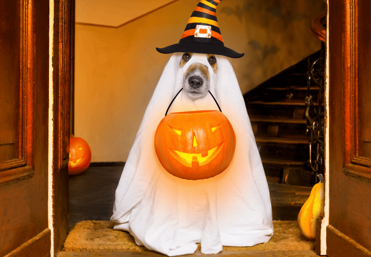 Tips and Tricks for Safe Trick-or-treating This Halloween