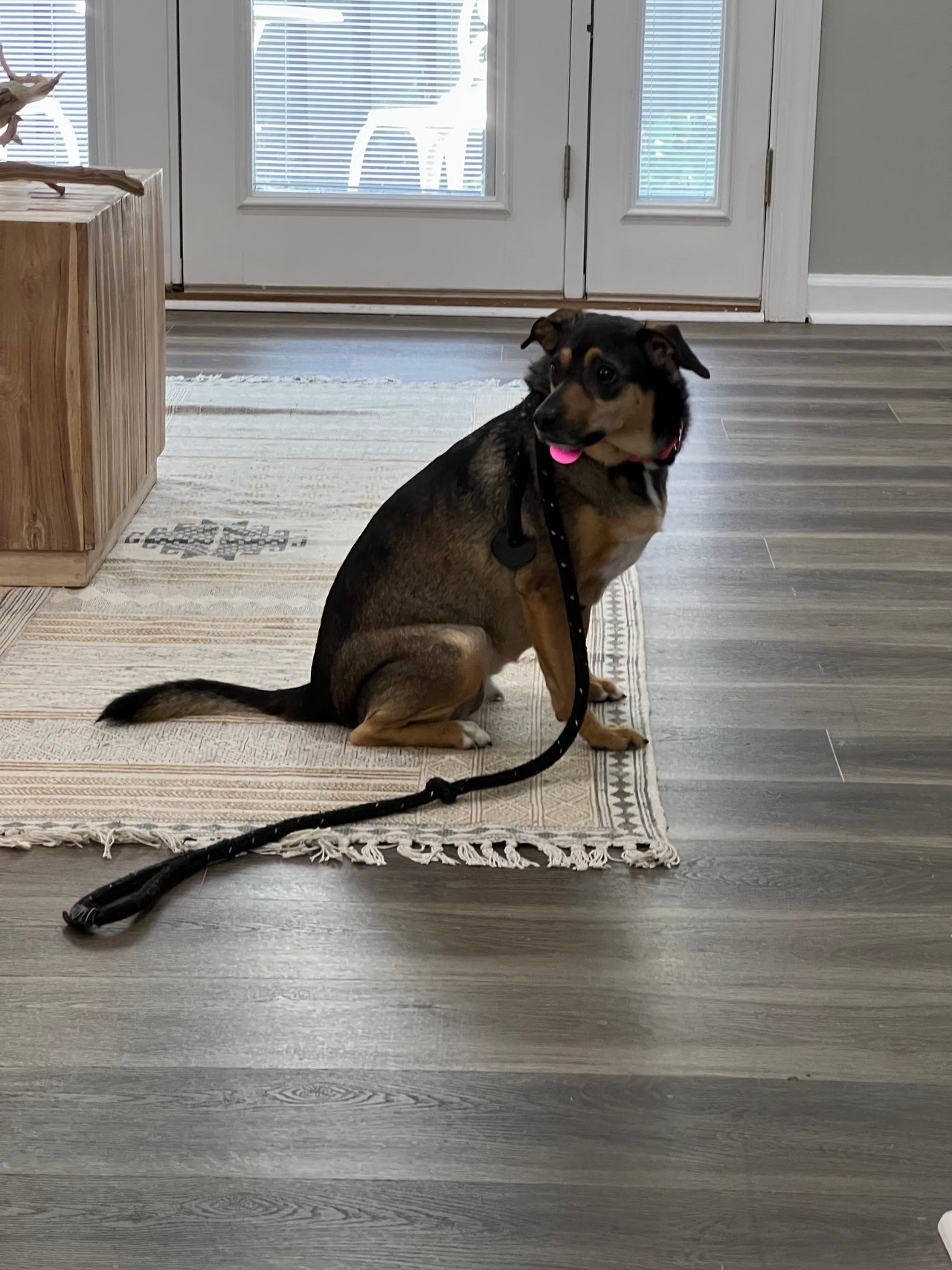 Case Study: New Sandy Springs Home for Rescue Pup, Doodles