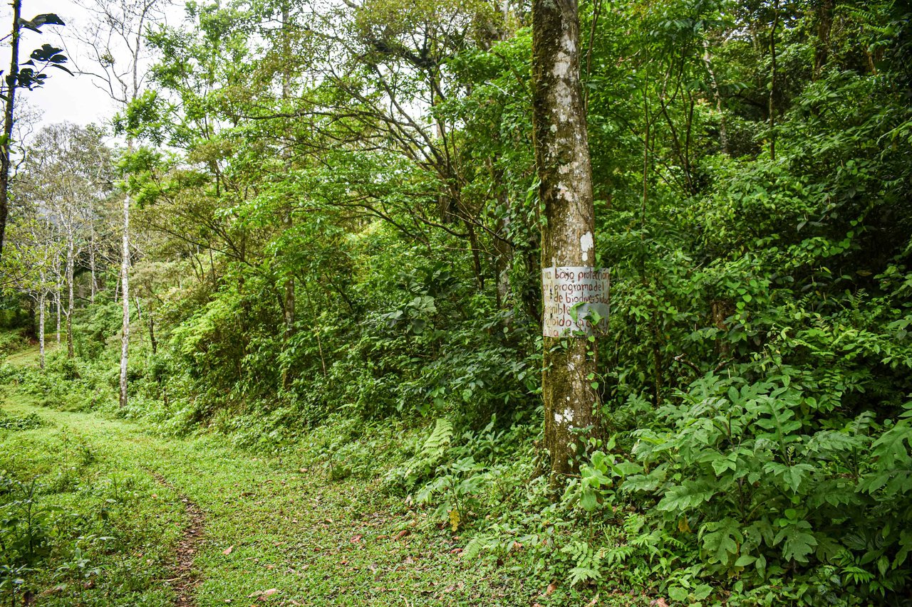 Bosque Bijagua | Prime Forest Land for Sale Near Bijagua, Costa Rica!