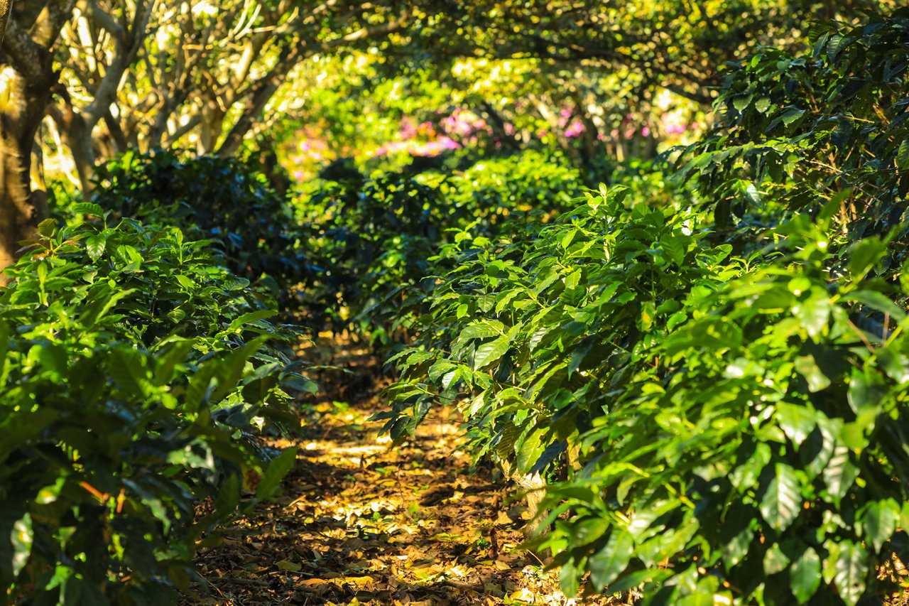 Historic Coffee Farm Estate, Heredia